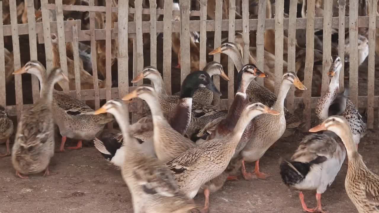 鸭子女王在农场里视频素材