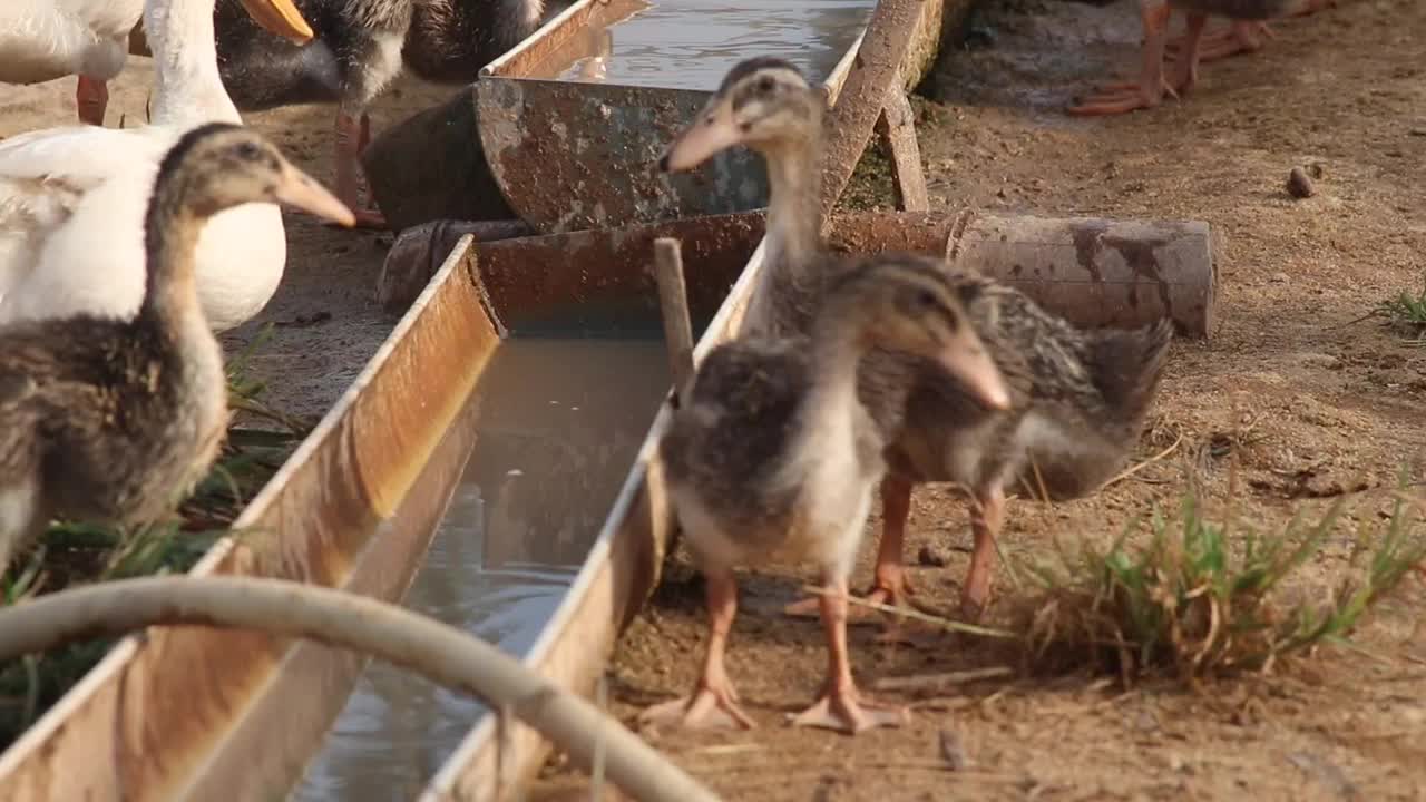 小鸭子被农场照顾着视频素材