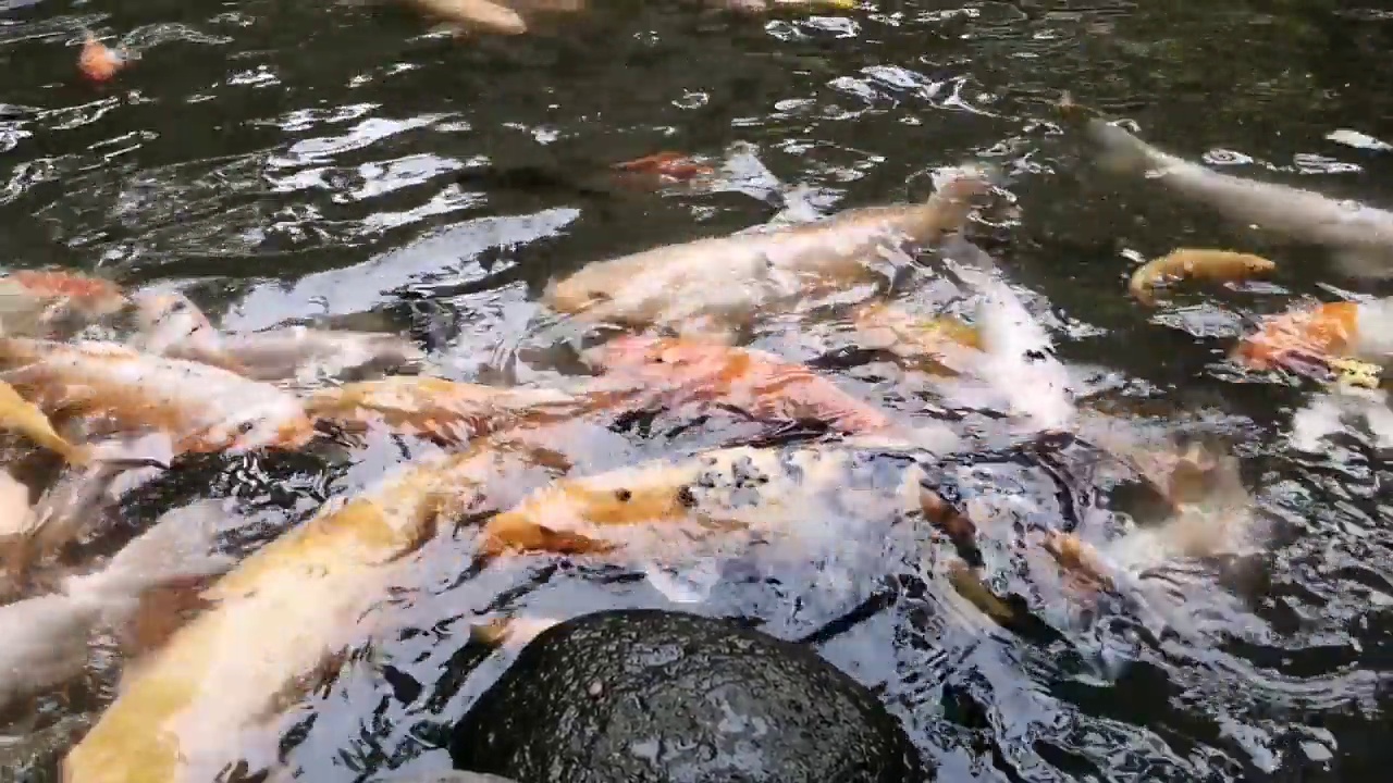 鲤鱼在池塘里游泳视频下载