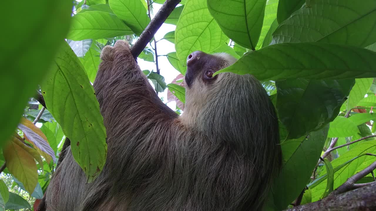 树上的树懒。哥斯达黎加。树懒放松地挂在树枝上玩耍，吃东西，特写热带野生动物。视频素材