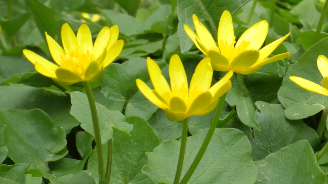 明亮的黄色沼泽金盏花在大雨前强风中摇晃全景视频视频素材