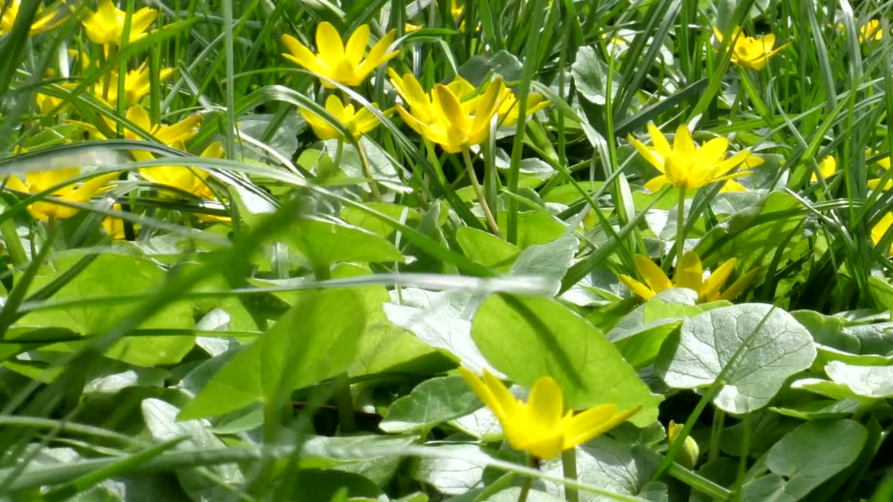 盛开的黄色沼泽万寿菊在清新的绿草中随风摇曳视频素材