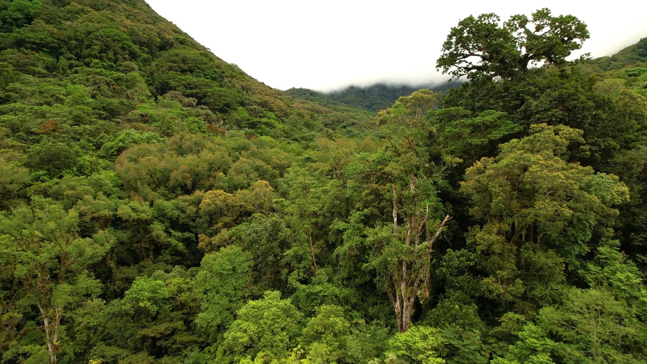 航拍:云雾缭绕山顶的野生云林风景如画视频素材