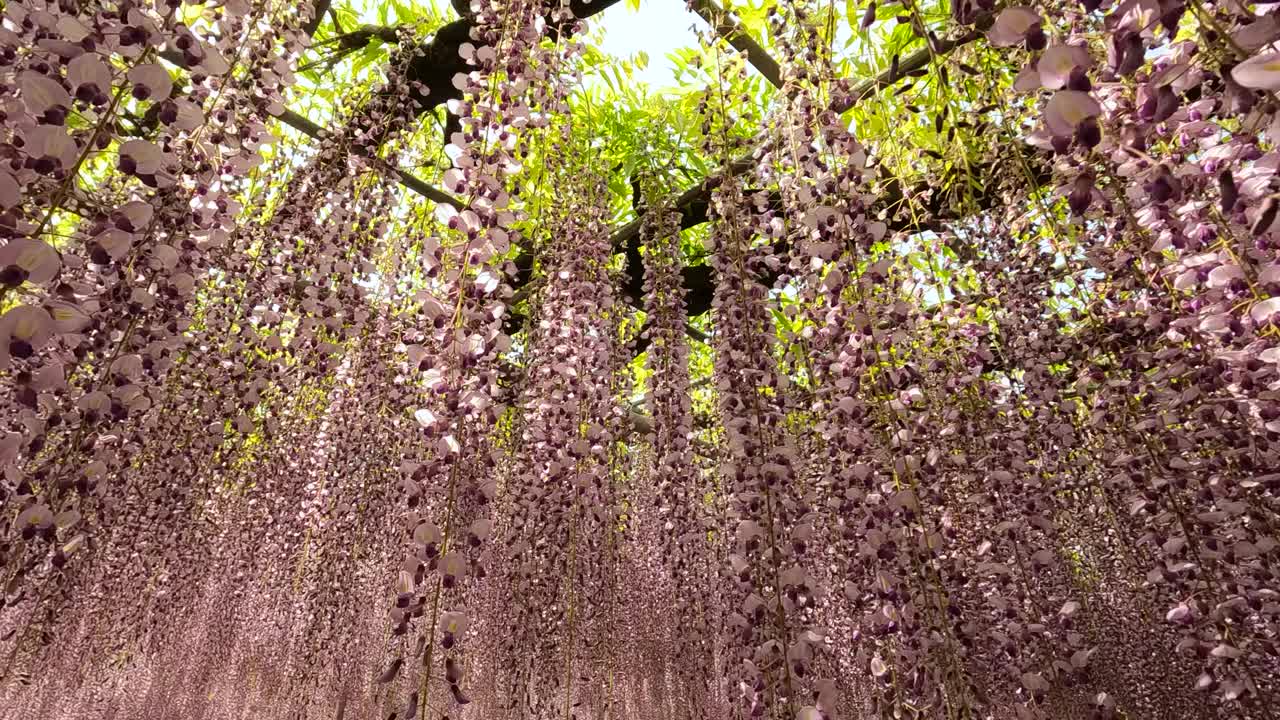 美丽的紫藤花，慢镜头视频素材