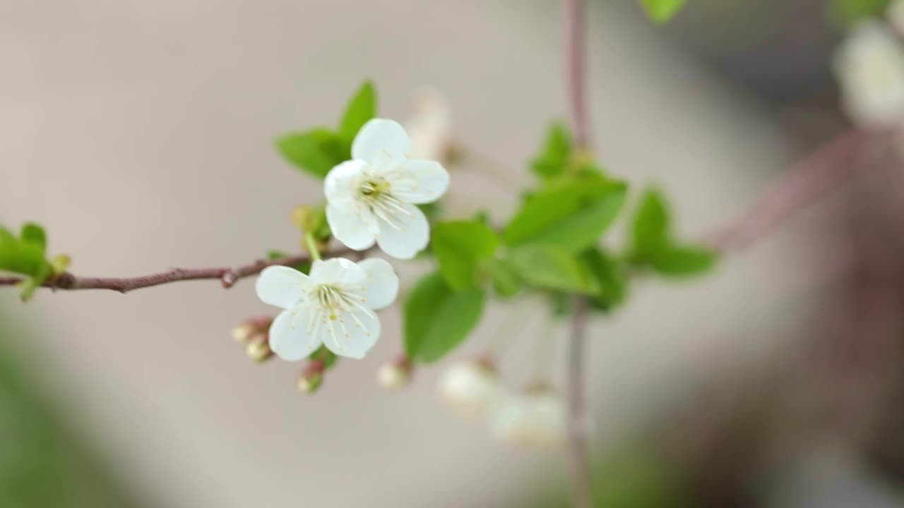 靠近樱花枝视频素材