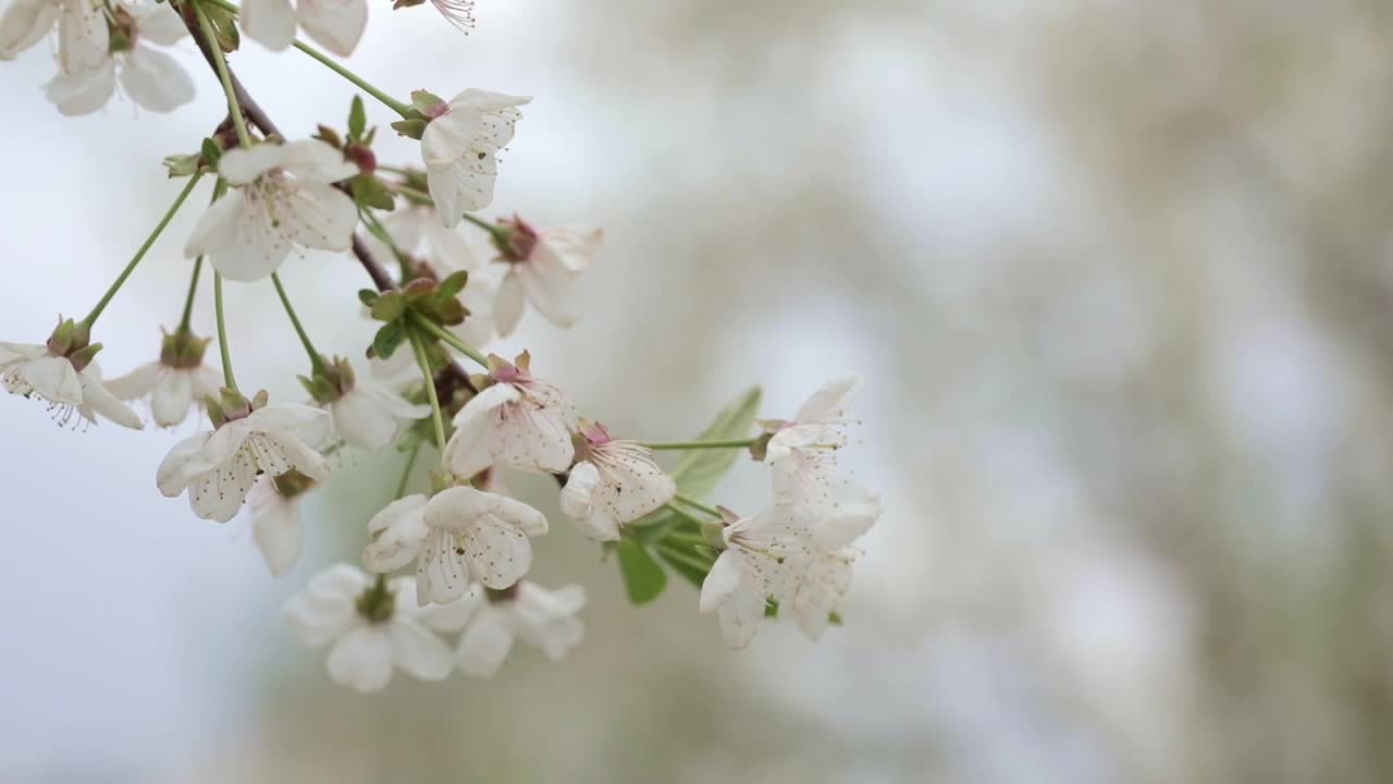 靠近樱花枝视频素材