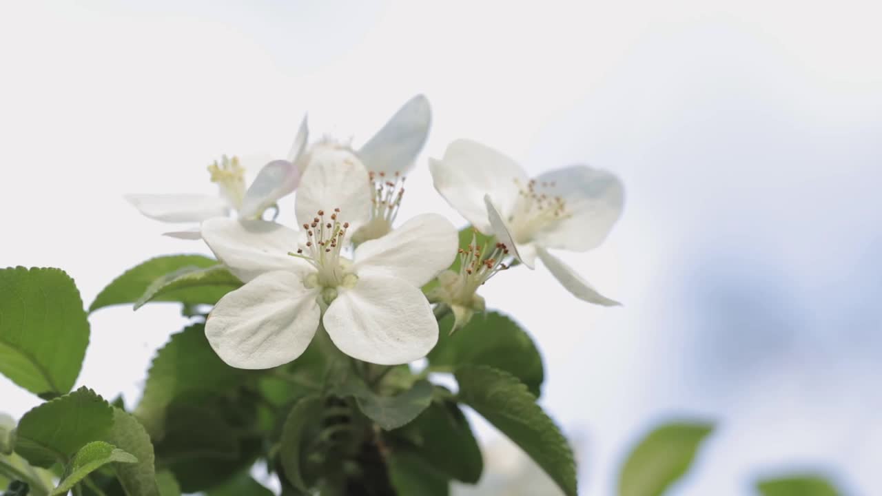 靠近樱花枝视频素材