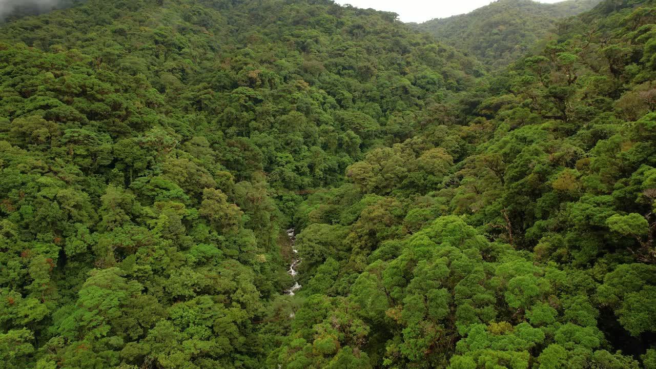 航拍:在茂密的热带森林覆盖的丛林山谷中流动的溪流视频素材