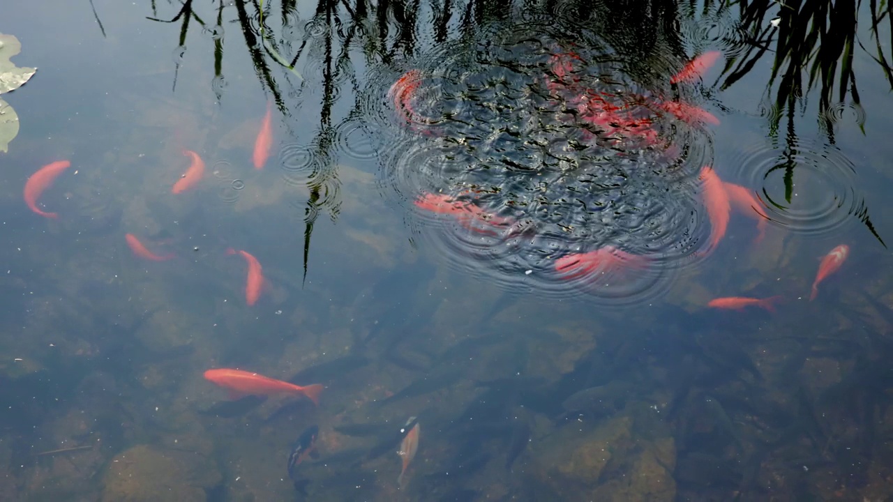 池塘里的金鱼和锦鲤视频素材