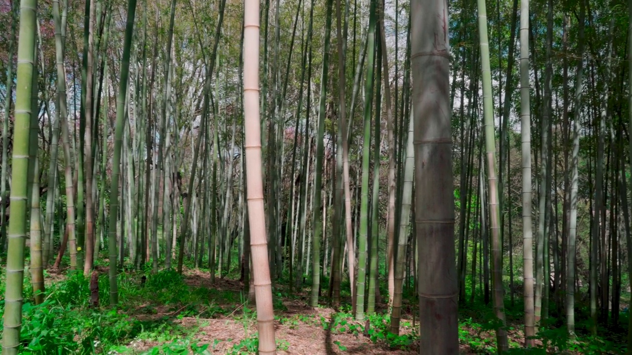 竹林概况视频素材