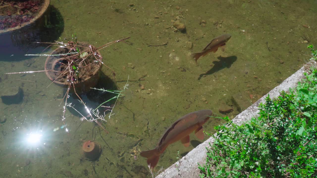 游弋的鲤鱼视频下载