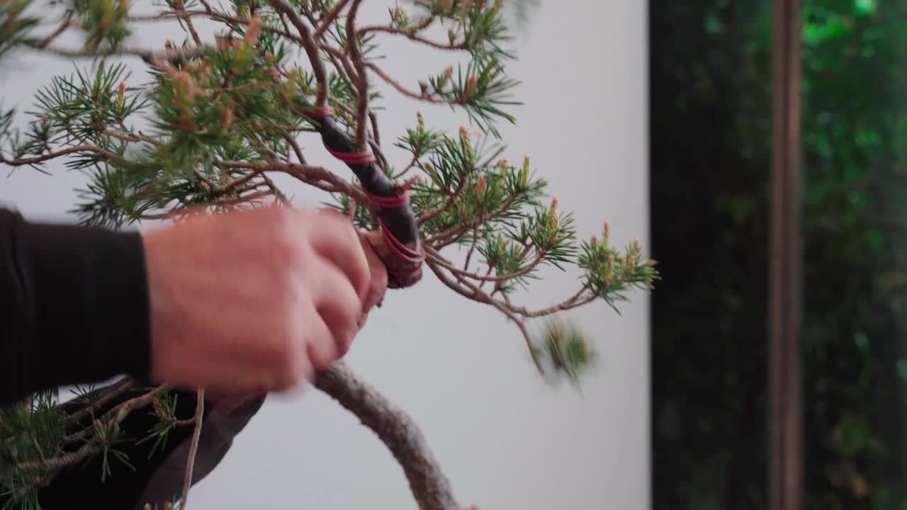 手在塑造盆景的树枝视频下载