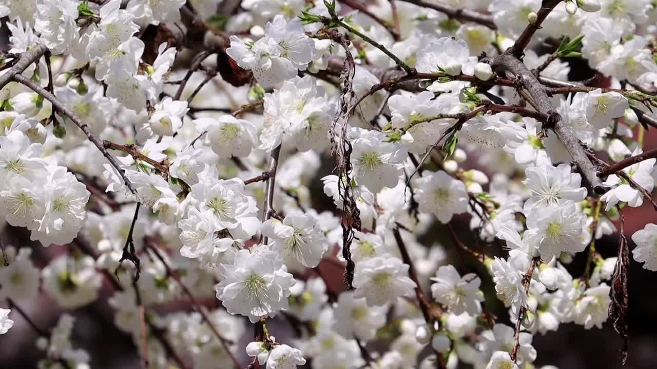 美丽的白桃在日本盛开视频素材