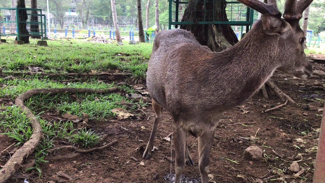 一只鹿在动物园里休息视频下载