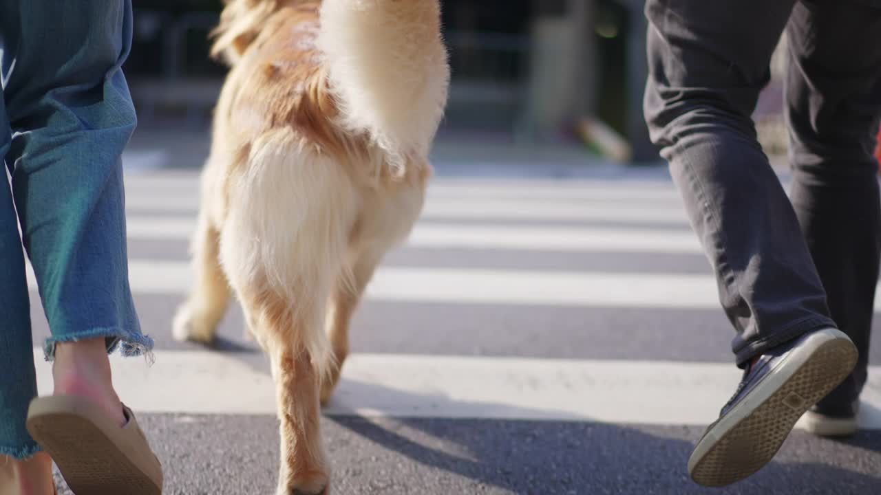 拴着皮带的狗背过马路。主人在城市中牵着金毛猎犬视频素材