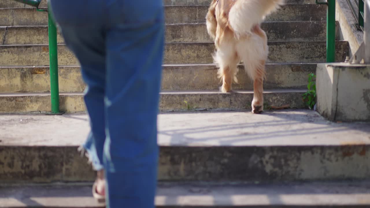 拴着皮带的狗在城市室外爬楼梯。主人带着金毛猎犬去散步。日常生活习惯视频素材