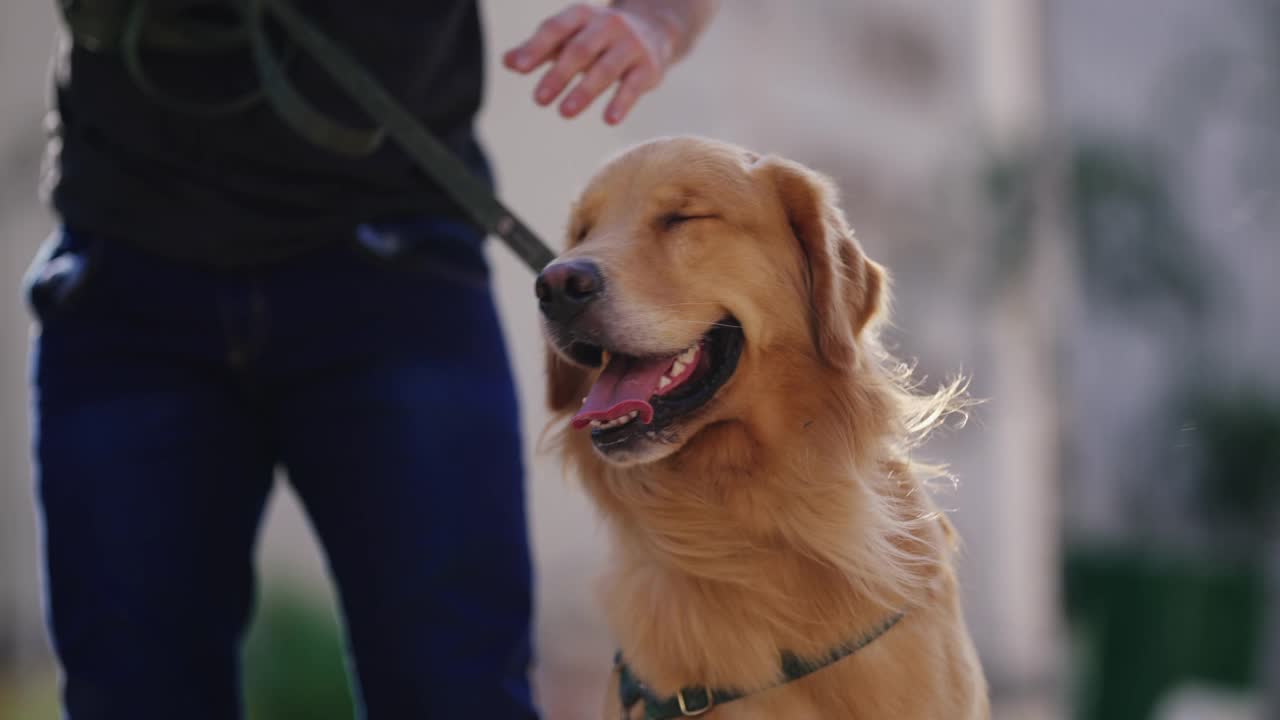 狗主人在公园外面抚摸他漂亮的金毛猎犬视频素材