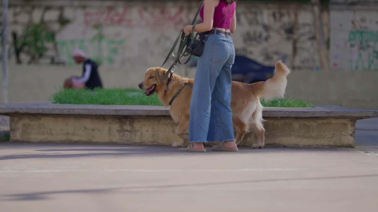 狗主人牵着她的金毛猎犬站在城市公园外面。与狗狗一起散步的人的日常生活习惯视频素材