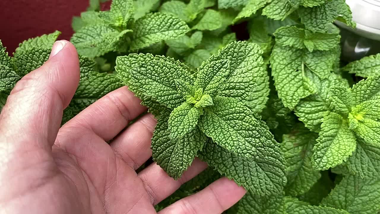 一只手抚摸着巧克力薄荷植物的芳香叶子的特写，它散发着巧克力和薄荷的香味。视频下载