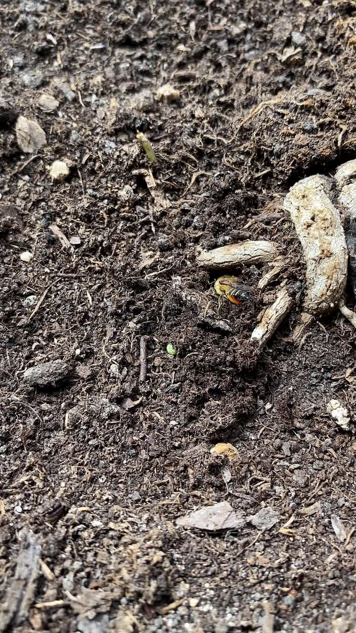 这张照片拍摄的是一只andrena或采矿蜂在沙土中挖掘它的廊道，没有植物、灌木或树木的根或太多的阴影来威胁它的廊道。视频下载