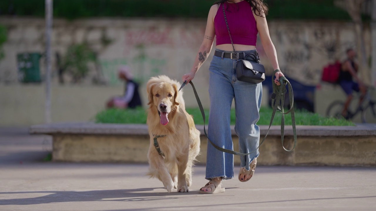 和狗狗一起散步:一个女人和她的金毛猎犬拴在城市里视频素材