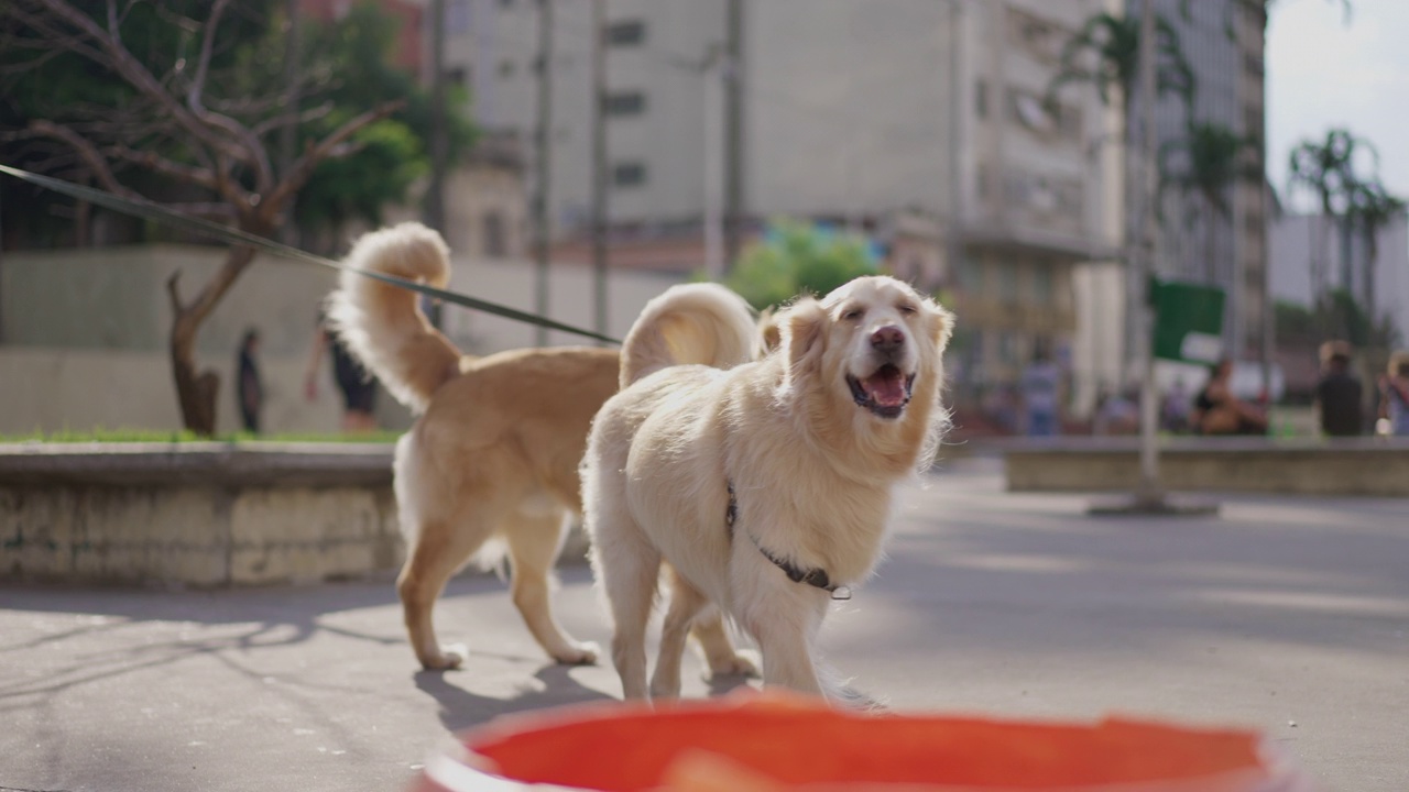 两只拴着皮带的金毛猎犬在城市公园外。美丽的狗同伴在阳光明媚的日子里在户外散步视频素材