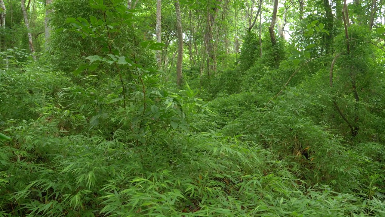 巴拿马荒野的绿色热带丛林中茂密的竹子视频素材