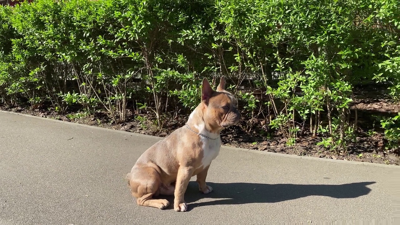 在阳光明媚的日子里，一只棕色的法国斗牛犬坐在城市的人行道上视频素材