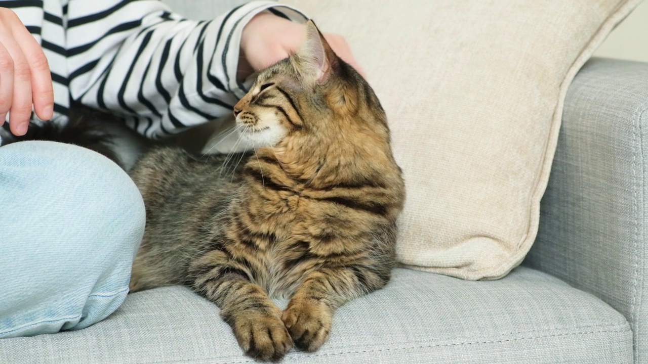 一个女人抚摸着一只猫。主人和宠物的关系，爱和关心。视频素材