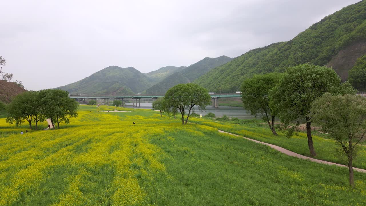 韩国忠清北道玉川郡，江边公园、江边公园、芥菜花田、金刚江风景视频素材