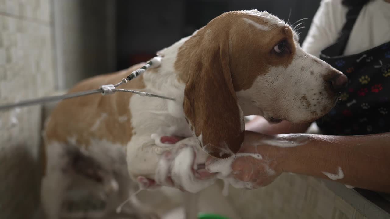 当地宠物店的专业狗狗美容服务。用淋浴头清洗比格犬视频素材