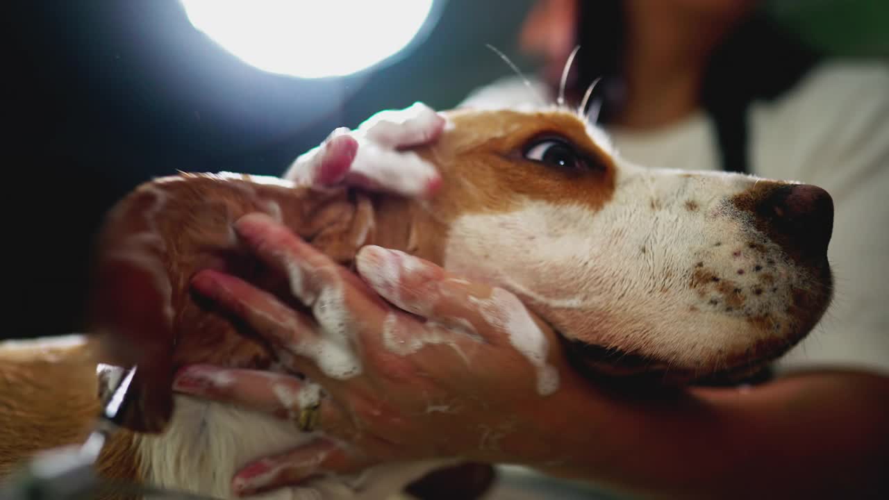 宠物店员工用洗发水给比格犬洗澡视频素材