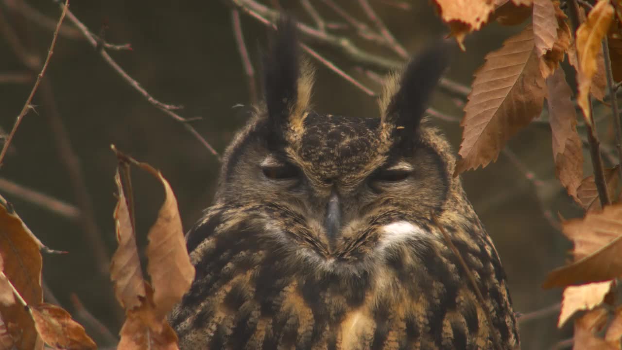 睁大眼睛的欧亚鹰鸮(Bubo Bubo) /韩国京畿道安山市檀园区视频素材