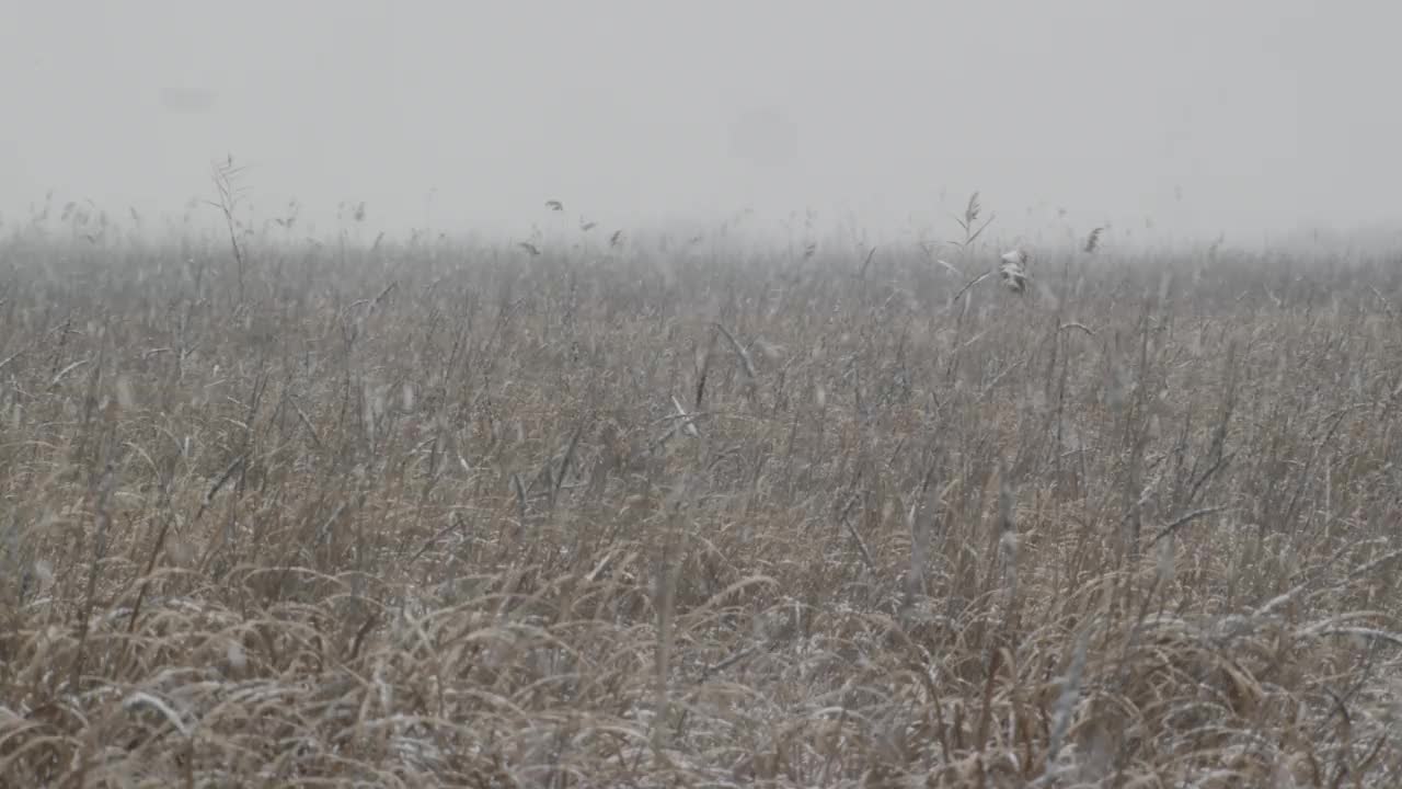 芦苇与暴风雪的田野/檀园区，安山市，京畿道，韩国视频素材