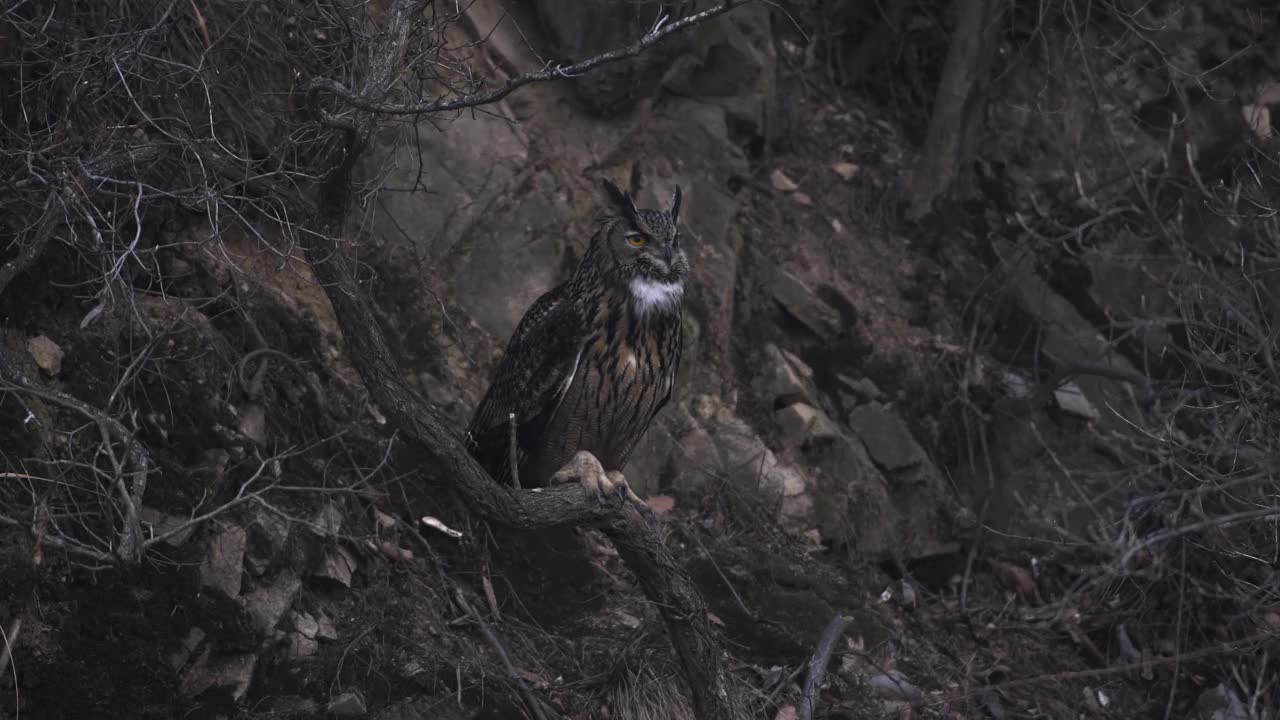 坐在树上哭泣的欧亚鹰鸮(Bubo Bubo) /韩国京畿道安山市檀园区视频素材