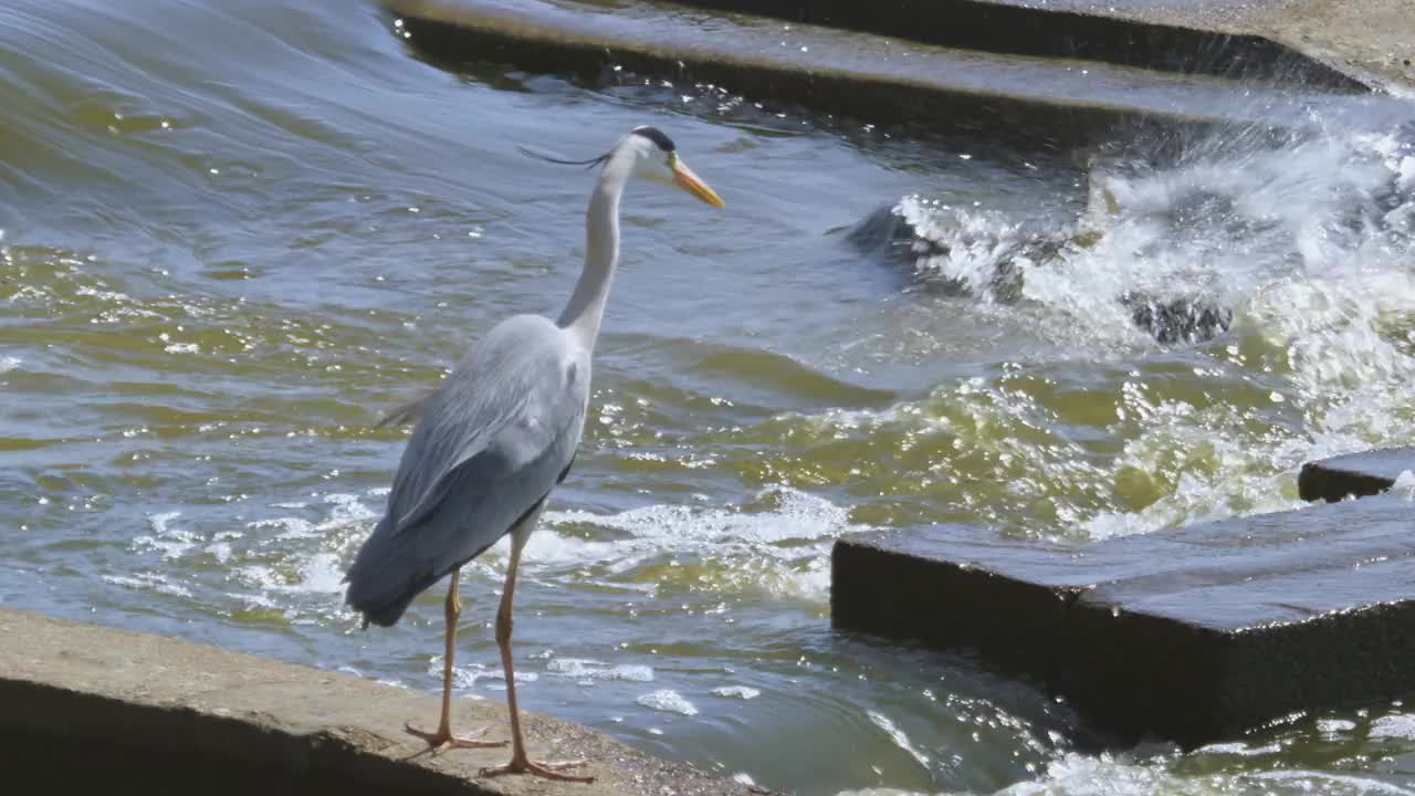 寻找鲤鱼的灰鹭(Ardea cinerea) /韩国京畿道安山市檀园区视频素材