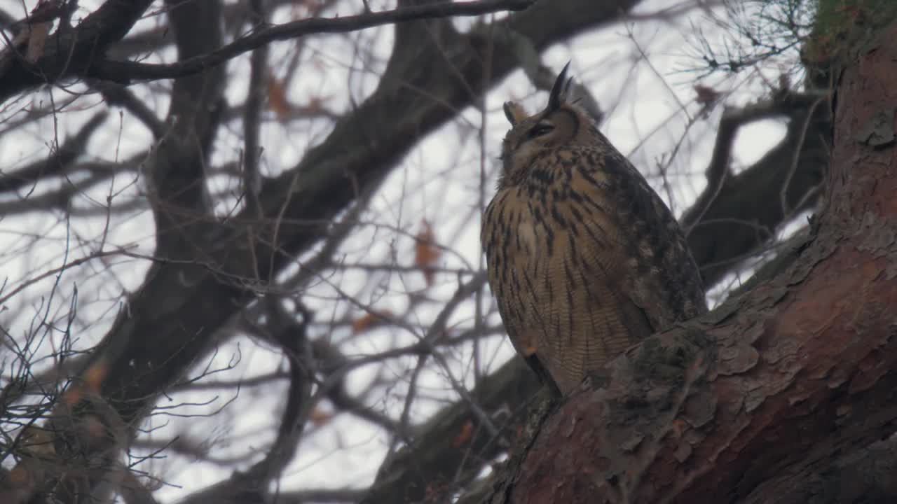 雄性欧亚鹰鸮(Bubo Bubo)坐在树上/韩国京畿道安山市檀园区视频素材