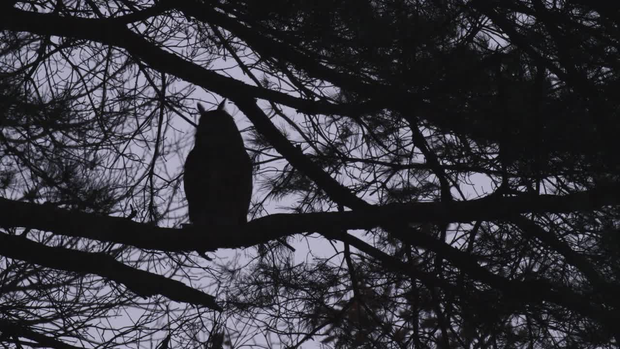 雄性欧亚鹰鸮(Bubo Bubo)哭泣和行走分支的剪影/韩国京畿道安山市檀园区视频素材