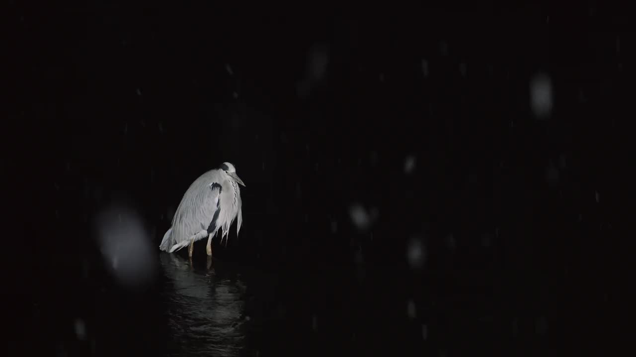 雪中的灰鹭(Ardea cinerea) /韩国京畿道安山市檀园区视频素材