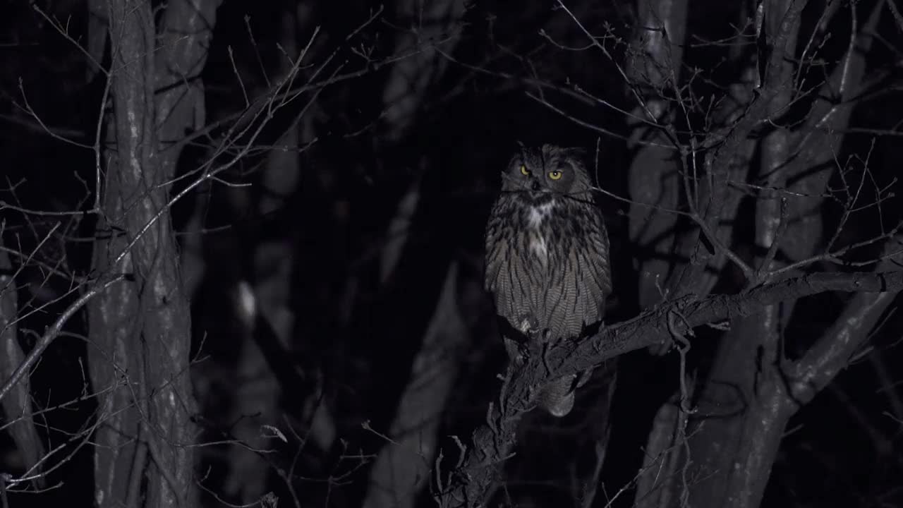 雌性欧亚鹰鸮(Bubo Bubo)在黑暗的森林里哭泣和飞翔/韩国京畿道安山市檀园区视频素材