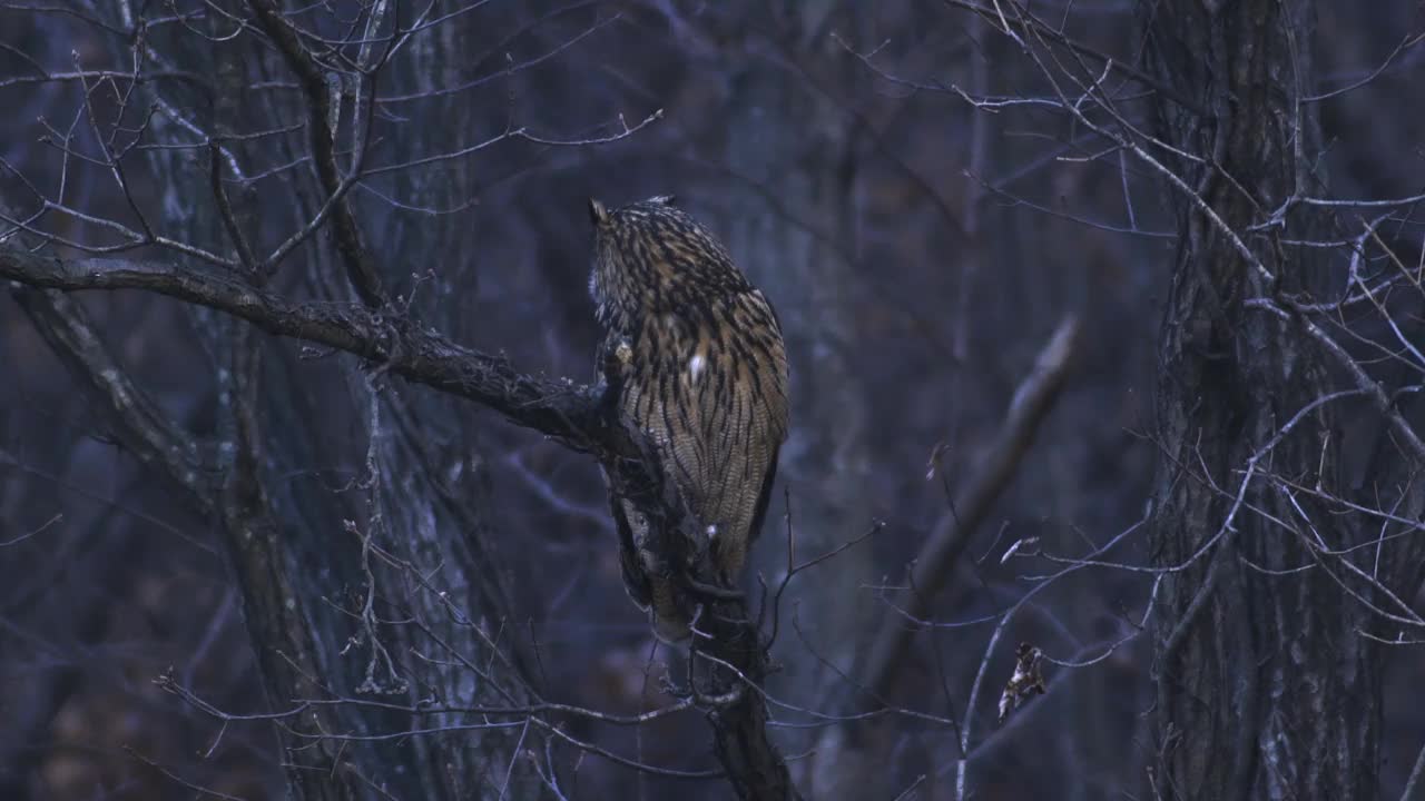 雌性欧亚鹰鸮(Bubo Bubo)在树上哭泣/韩国京畿道安山市檀园区视频素材