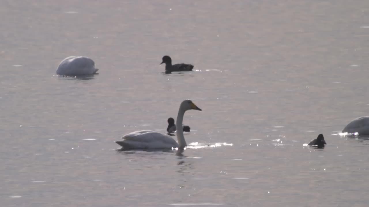 寻找饲料的大天鹅(Cygnus Cygnus)鸭子/韩国京畿道安山市檀园区视频素材