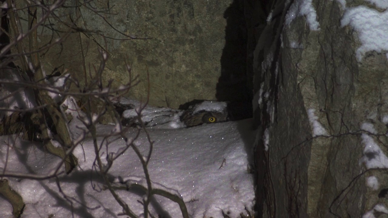 欧亚鹰鸮(Bubo Bubo)在雪中保护巢穴/韩国京畿道安山市檀园区视频素材