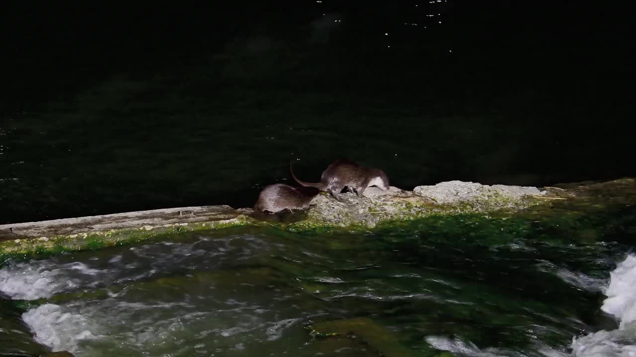 水獭宝宝和水獭妈妈回到水里/韩国京畿道安山市檀园区视频素材