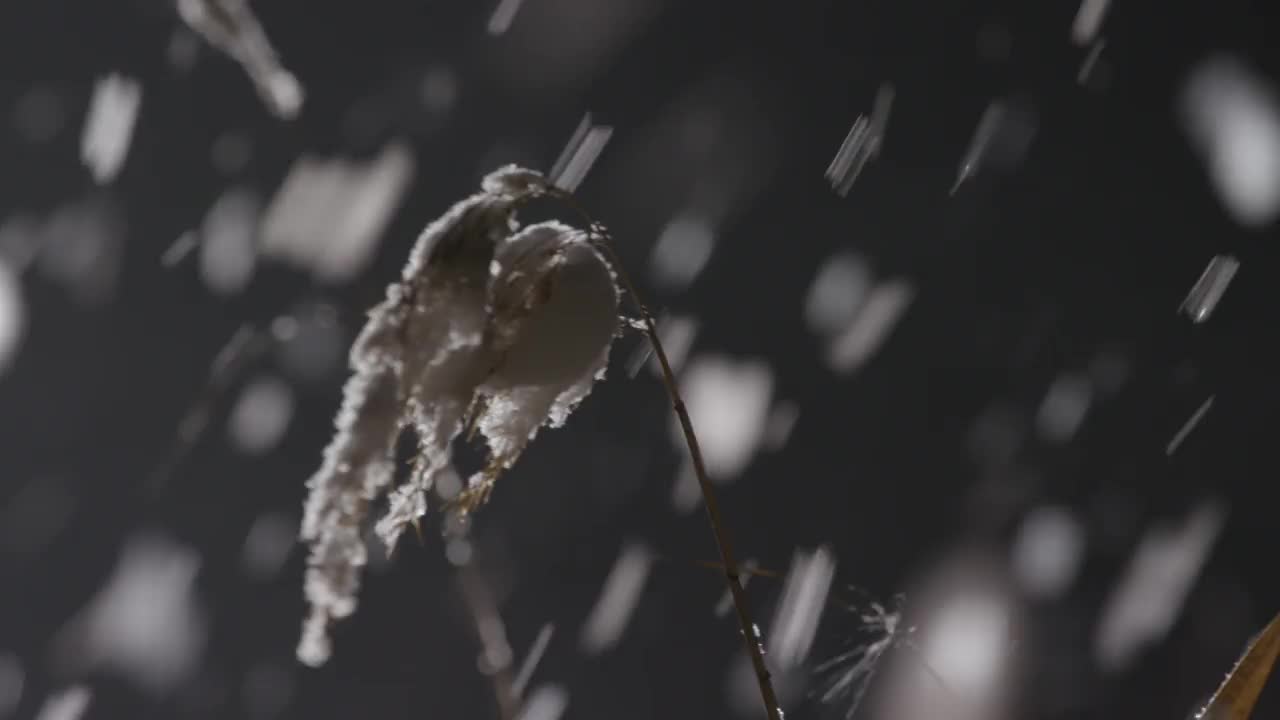 木小芦苇(Calamagrostis epigejos)在雪夜/檀园区，安山市，京畿道，韩国视频素材