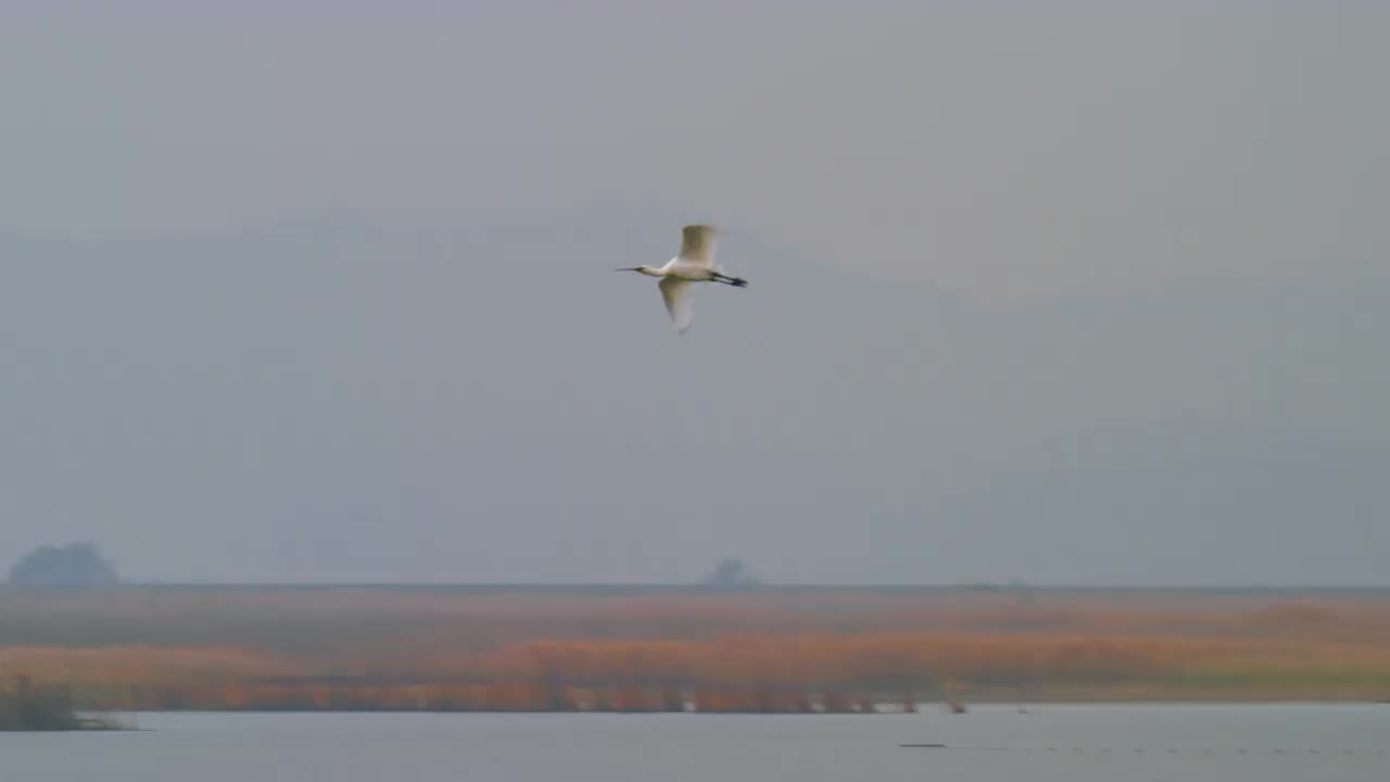 韩国京畿道安山市檀园区大松湖上的欧亚琵鹭(Platalea leucorodia视频素材