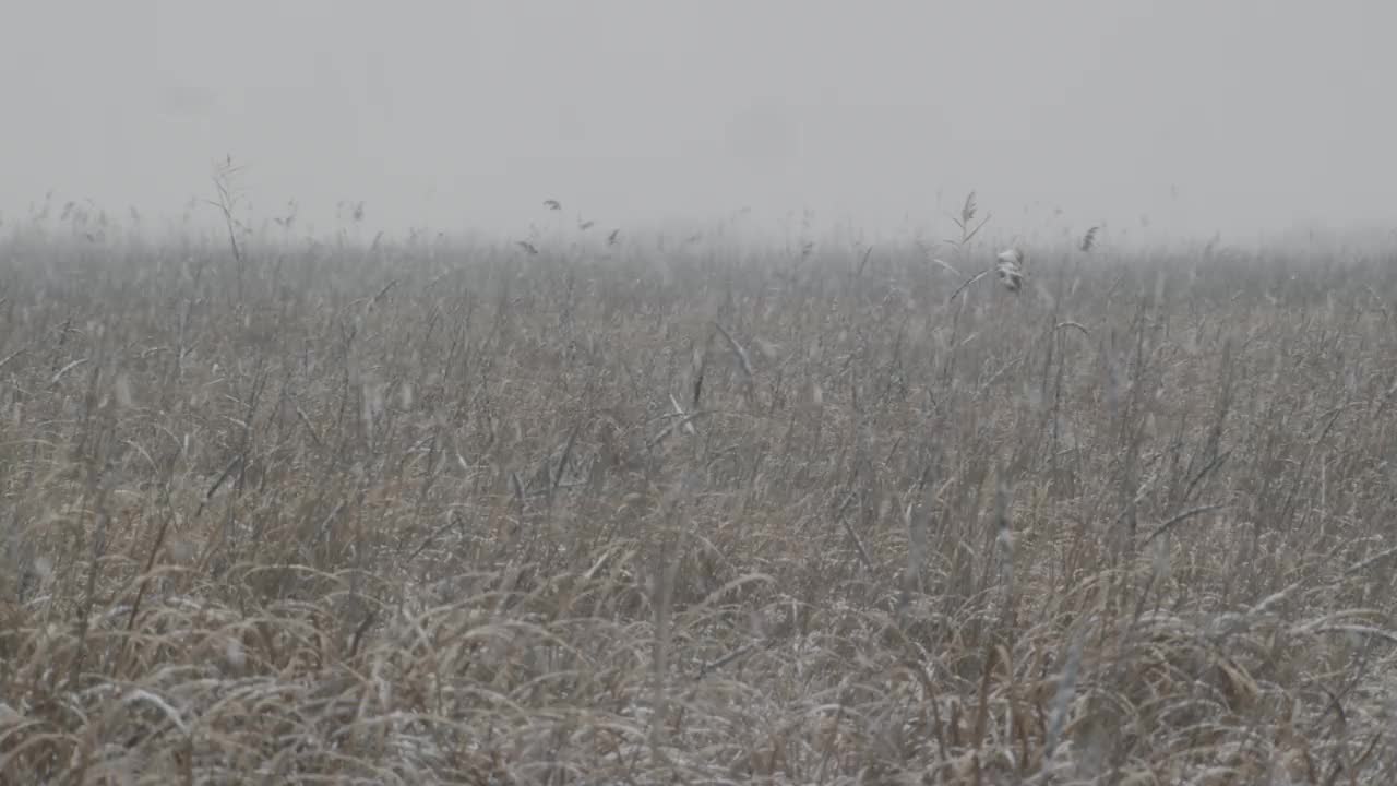 白雪覆盖的始华草地/檀园区，安山市，京畿道，韩国视频素材