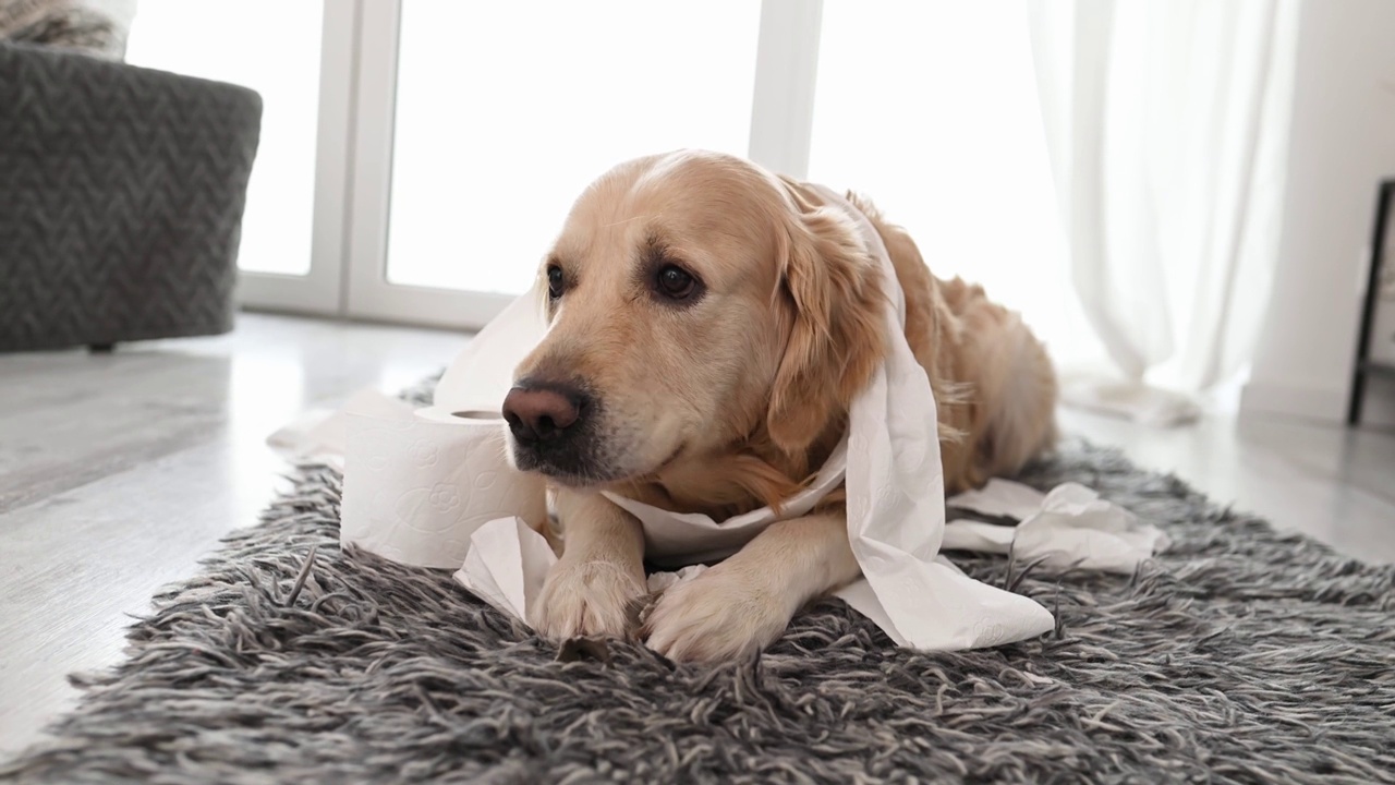 金毛猎犬在玩卫生纸视频素材