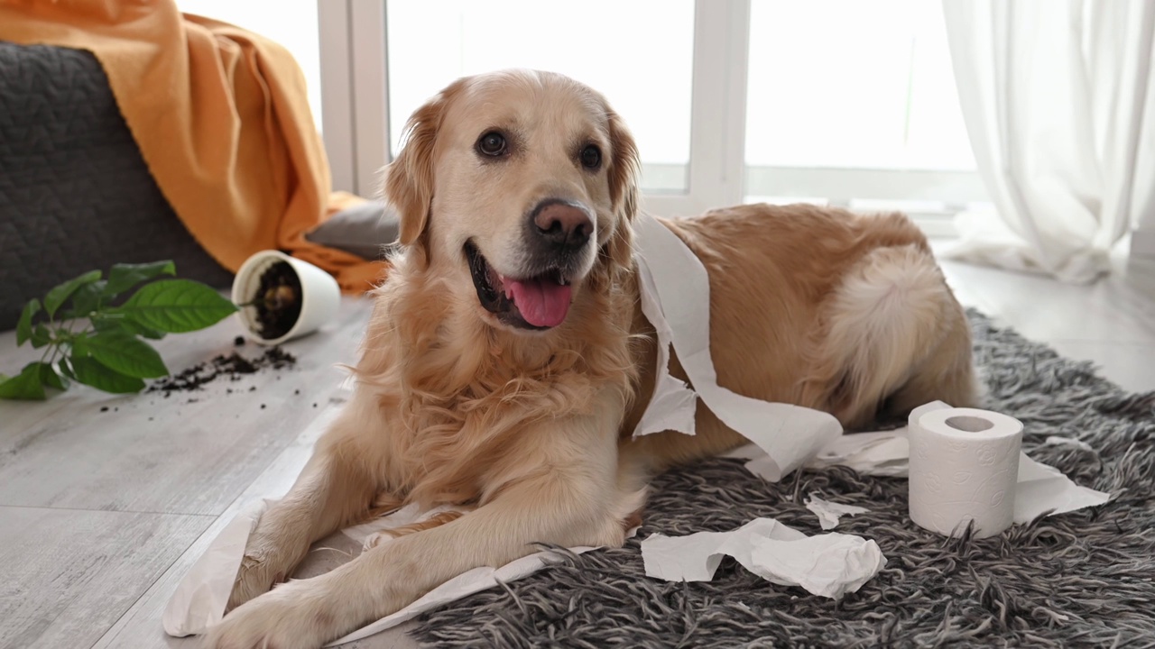 金毛猎犬在玩卫生纸视频素材