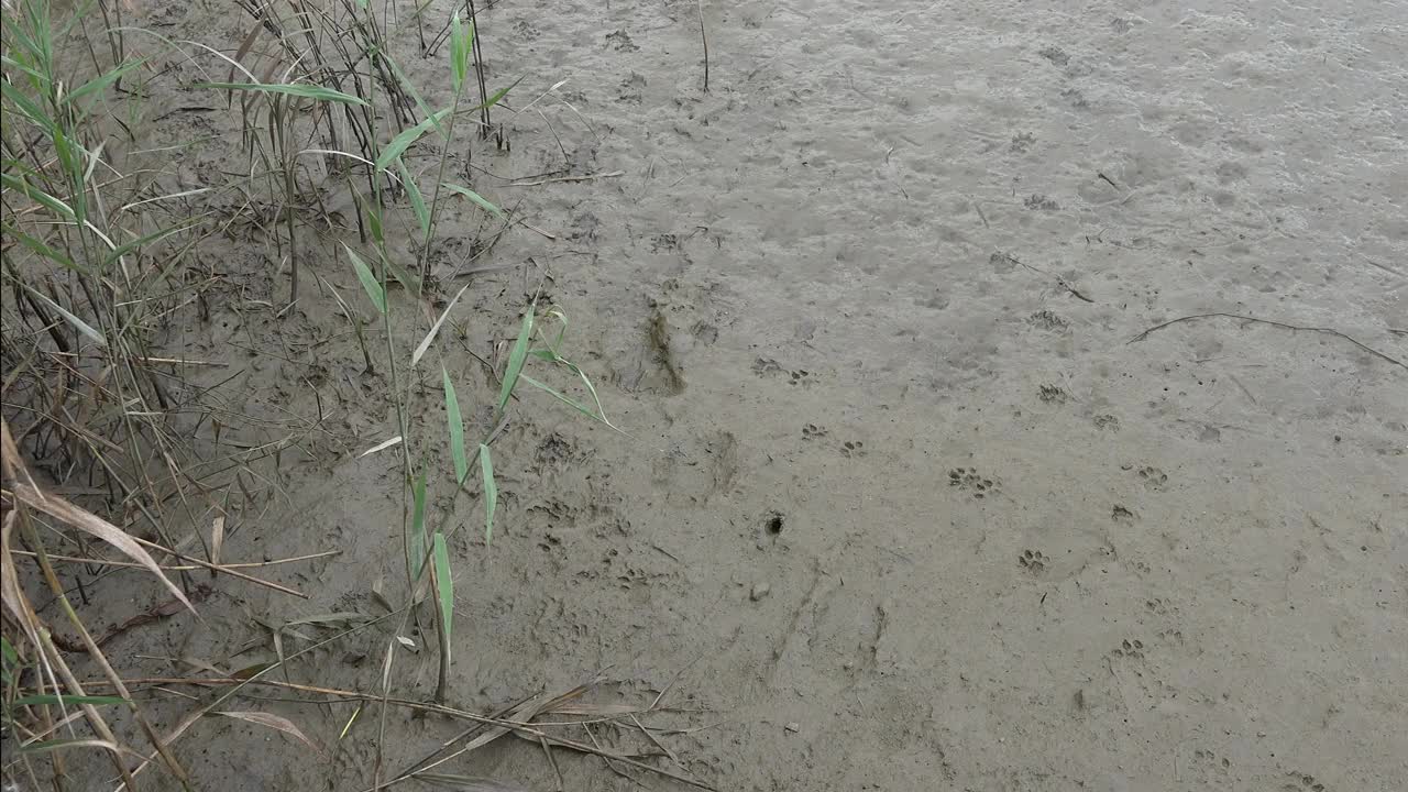 芦苇床上水獭(水獭科)的脚印/韩国京畿道安山市檀园区视频素材